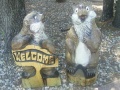 Gophers