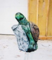 Turtle Standing