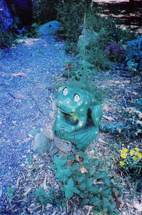 Frog